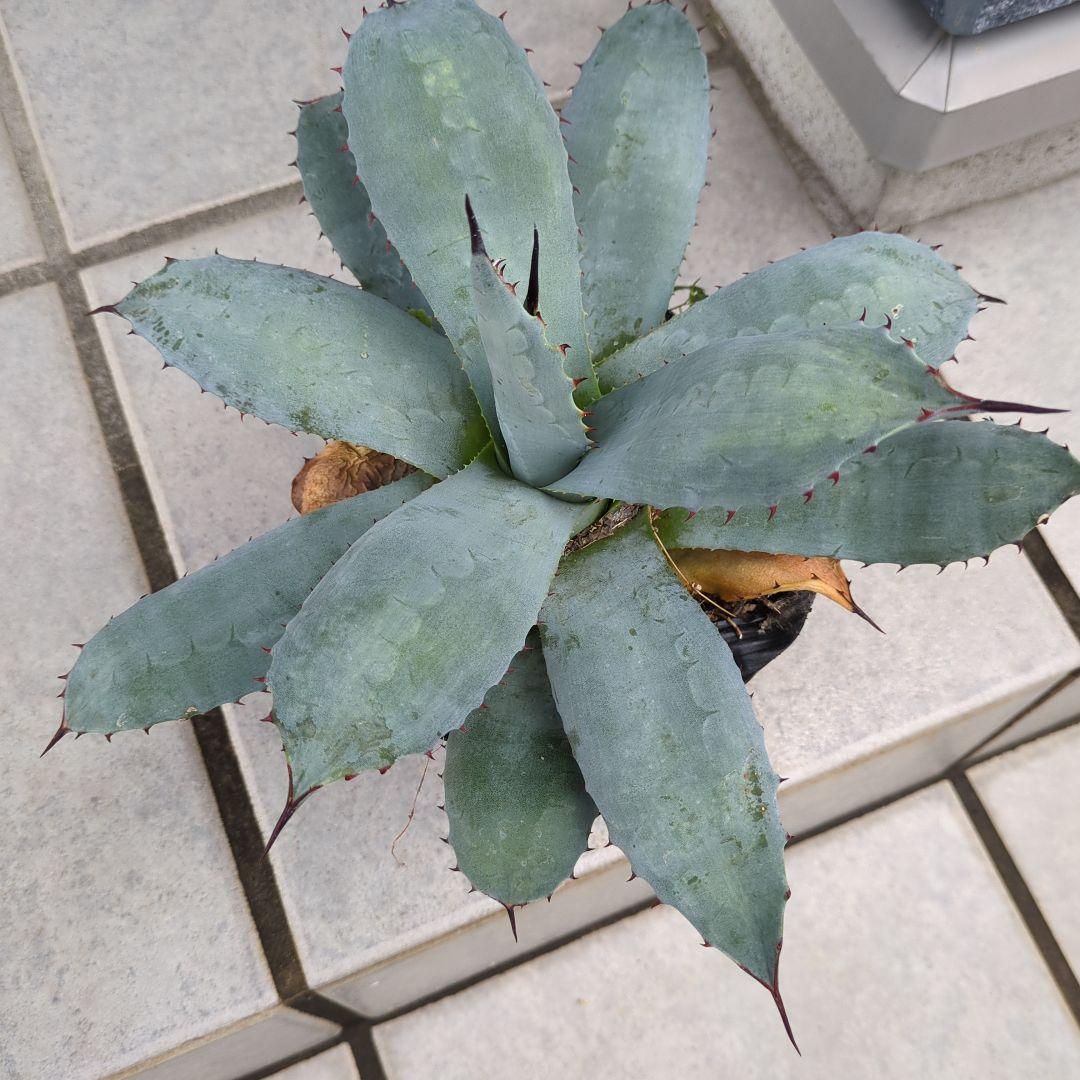 アガベ 吉祥天　パリー　大株　ドライガーデン　チタノタ