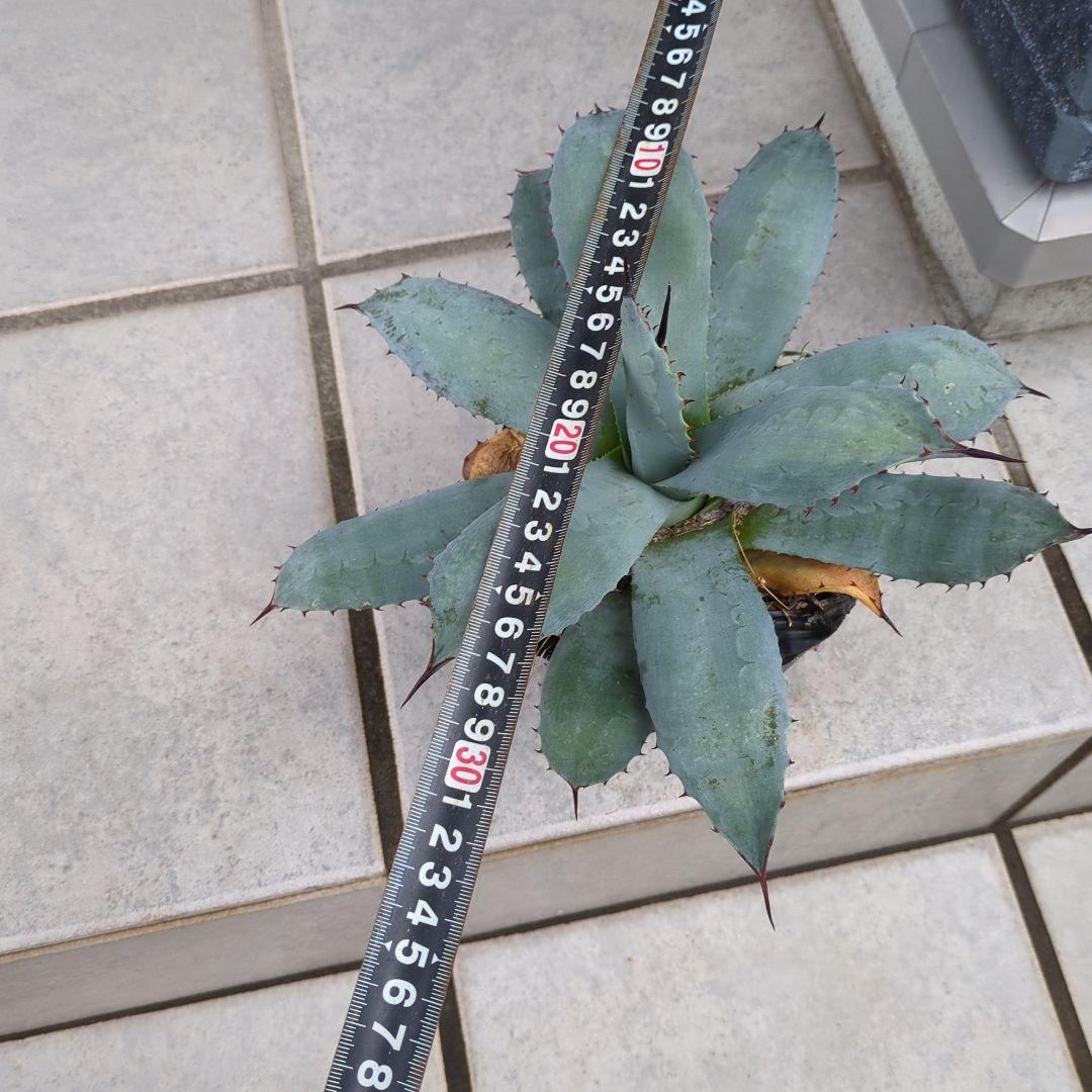 アガベ 吉祥天　パリー　大株　ドライガーデン　チタノタ