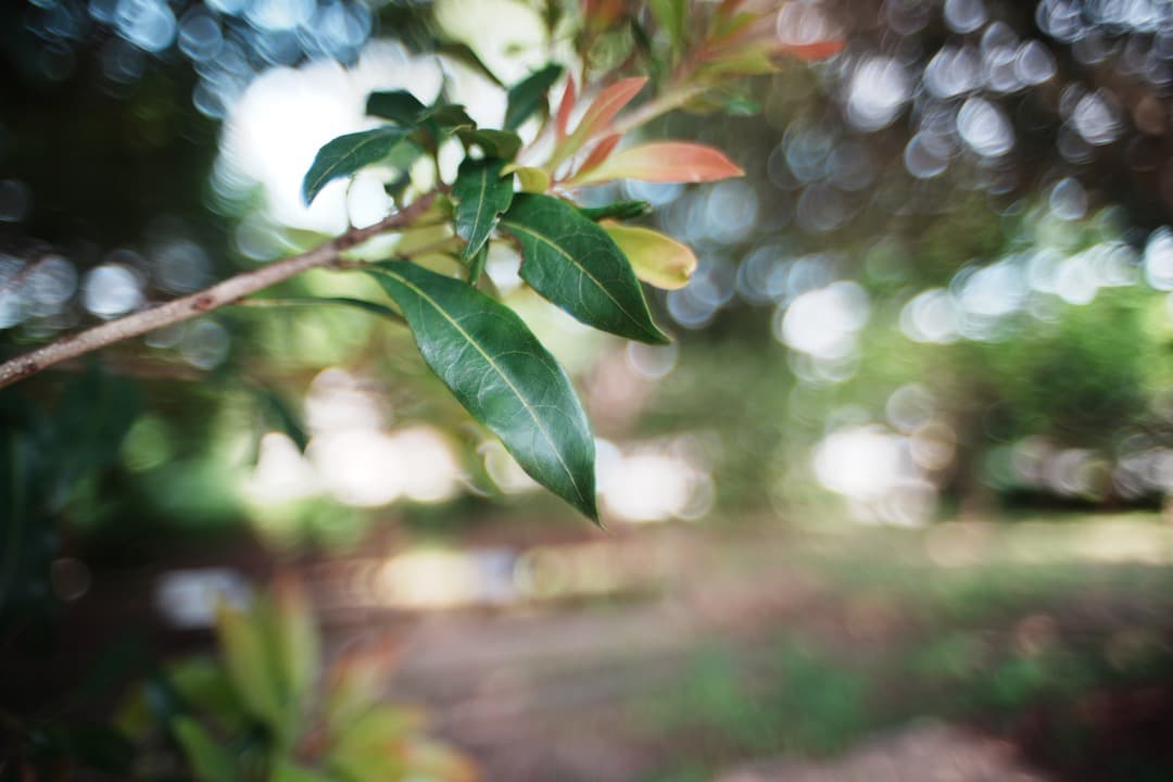 【美品】動作◎ オリンパス Zuiko auto-w 24mm F2 167