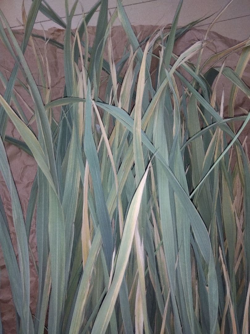 真菰葉乾燥長いまま1.3キロ