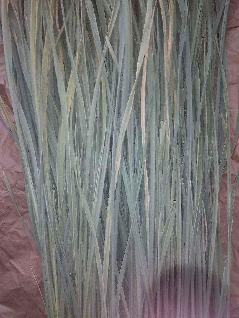 真菰葉乾燥長いまま1.3キロ