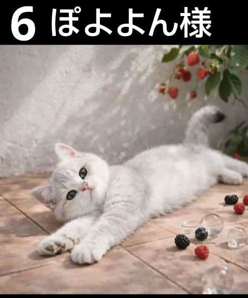 オーダーページ　ハンカチ2339 ねこちゃん柄　ハンドメイド　3/11