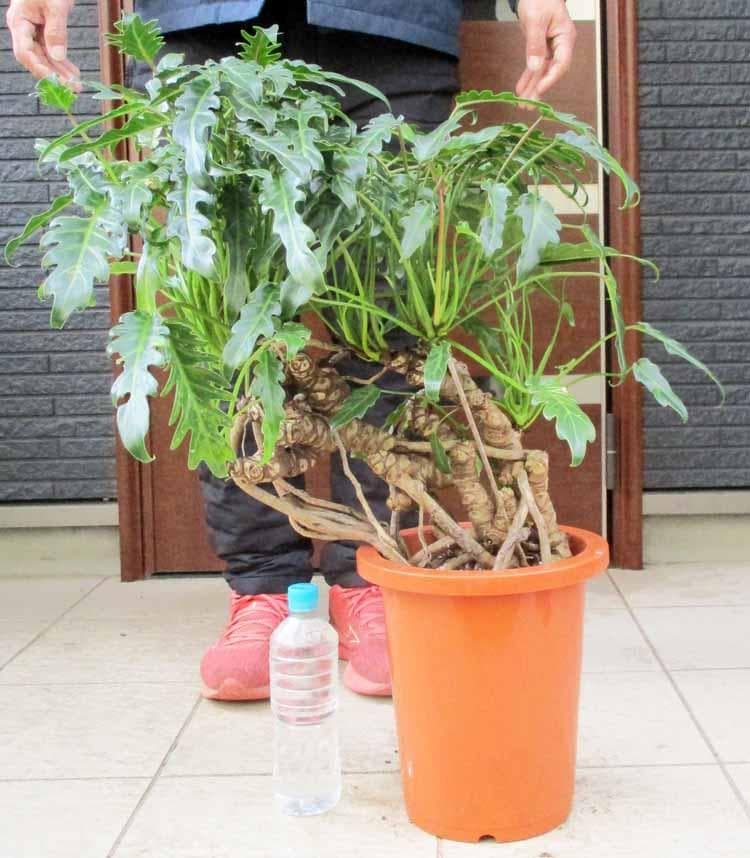 【現品】クッカバラ　8号　４Y番