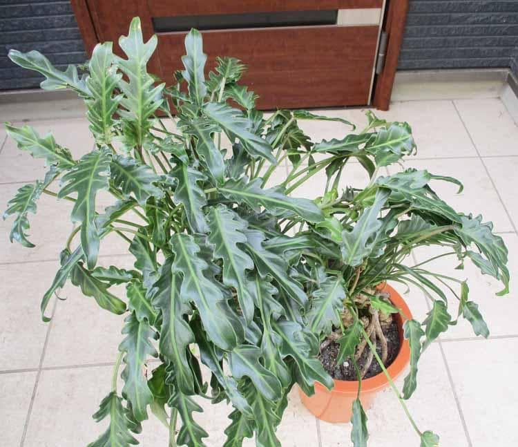 【現品】クッカバラ　8号　４Y番