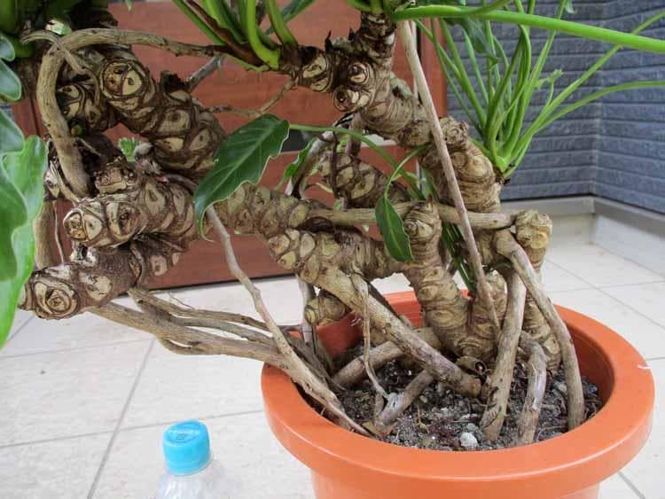 【現品】クッカバラ　8号　４Y番