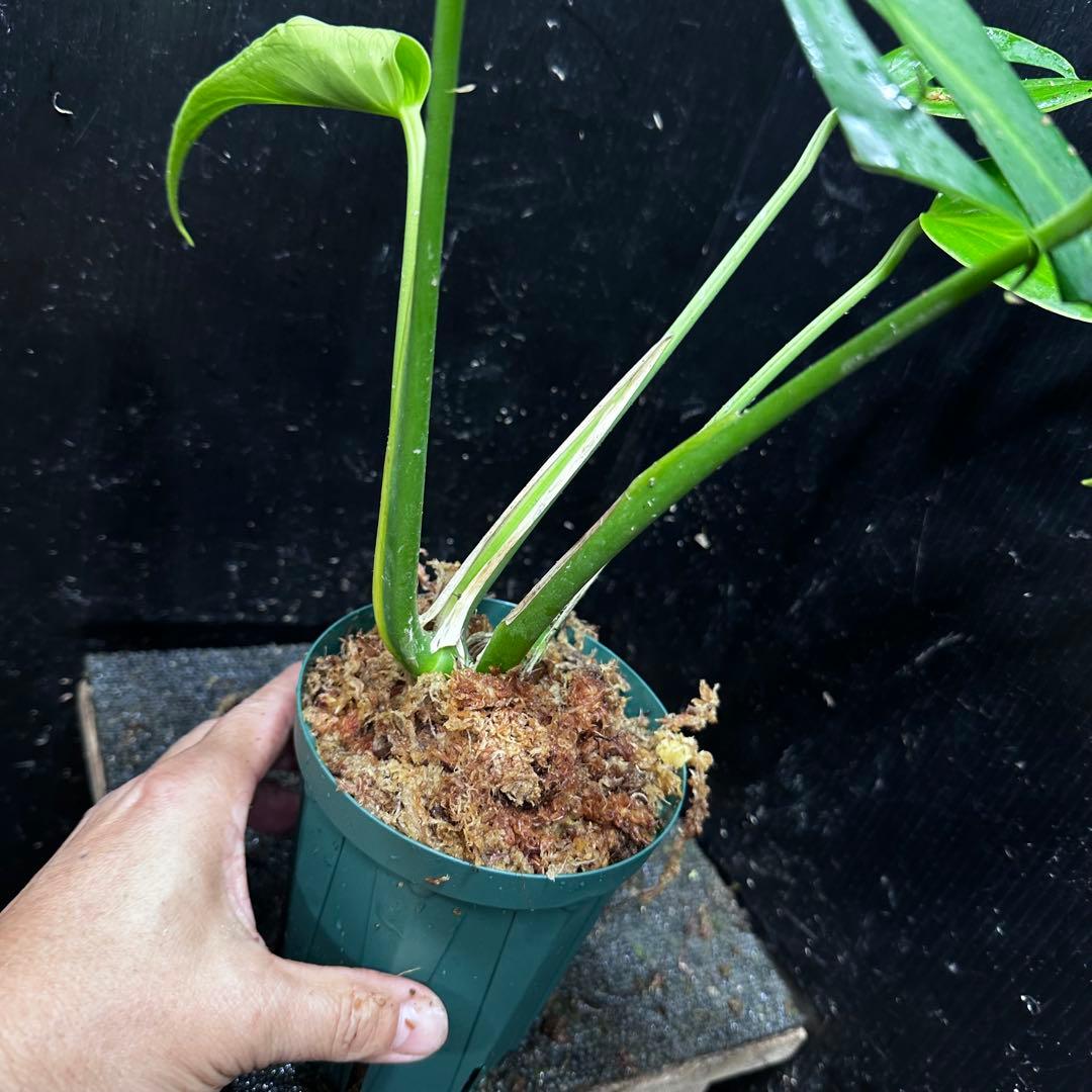 C*i様 モンステラデリシオーサバールマルクスフレーム4号鉢植え大株美株レア