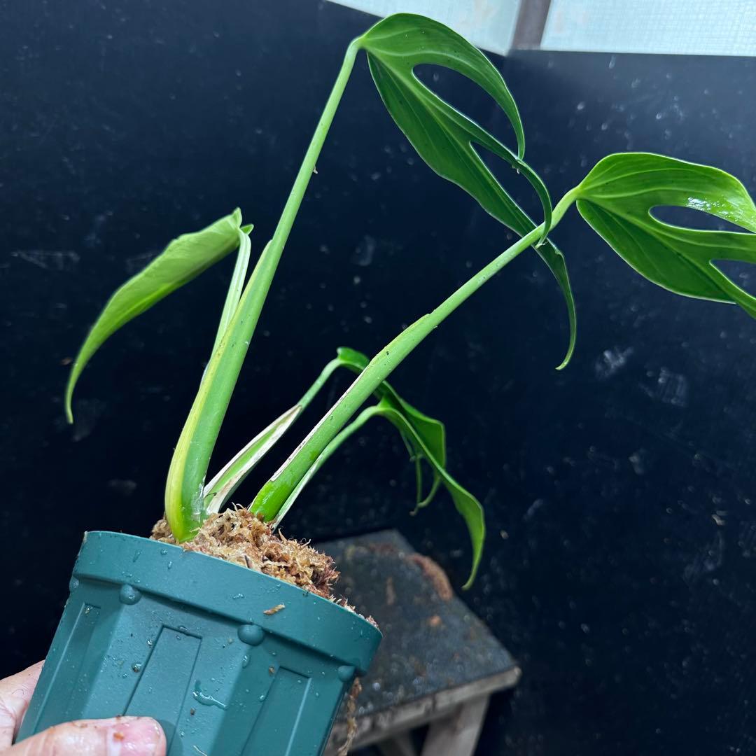 C*i様 モンステラデリシオーサバールマルクスフレーム4号鉢植え大株美株レア