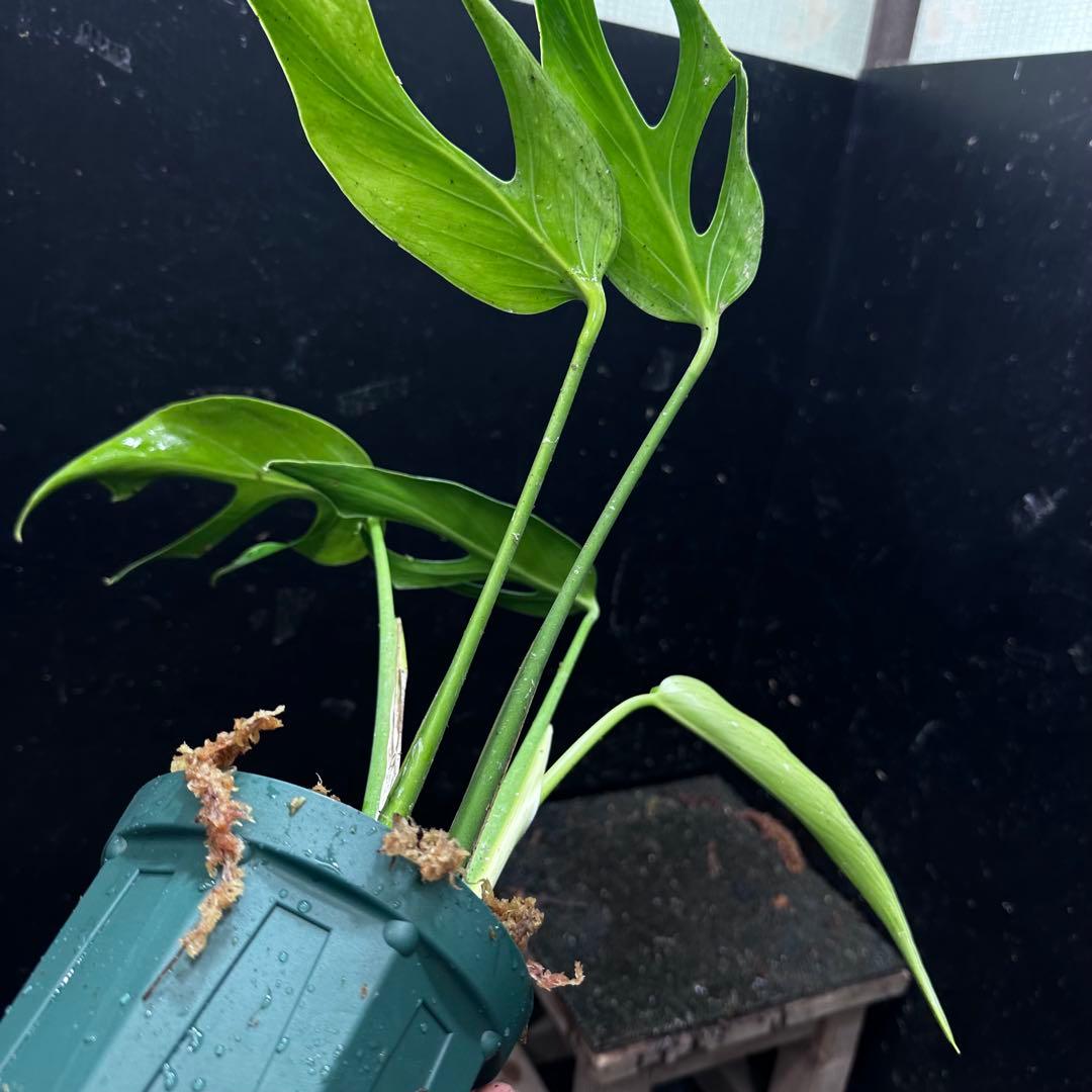 C*i様 モンステラデリシオーサバールマルクスフレーム4号鉢植え大株美株レア