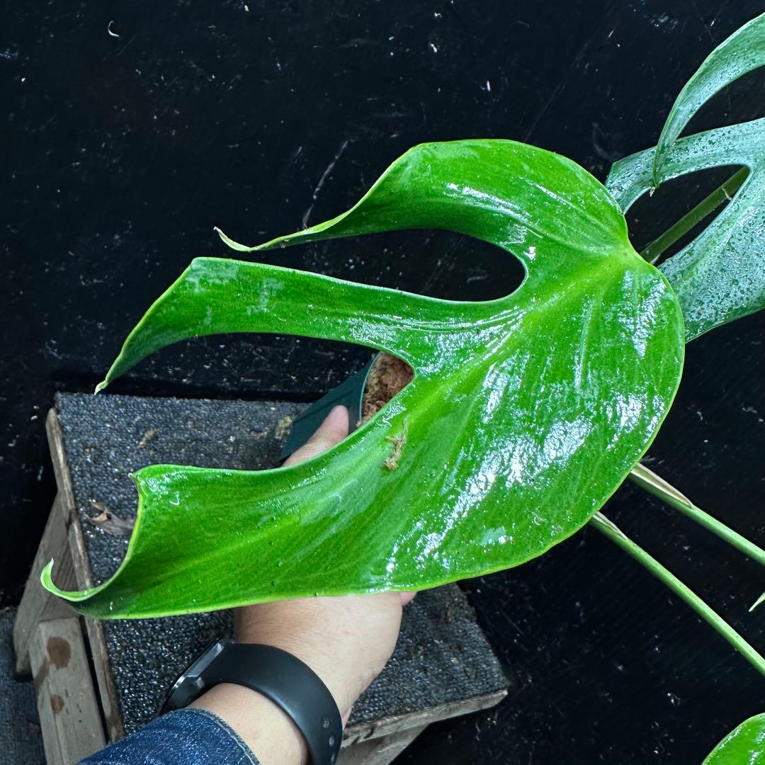 C*i様 モンステラデリシオーサバールマルクスフレーム4号鉢植え大株美株レア