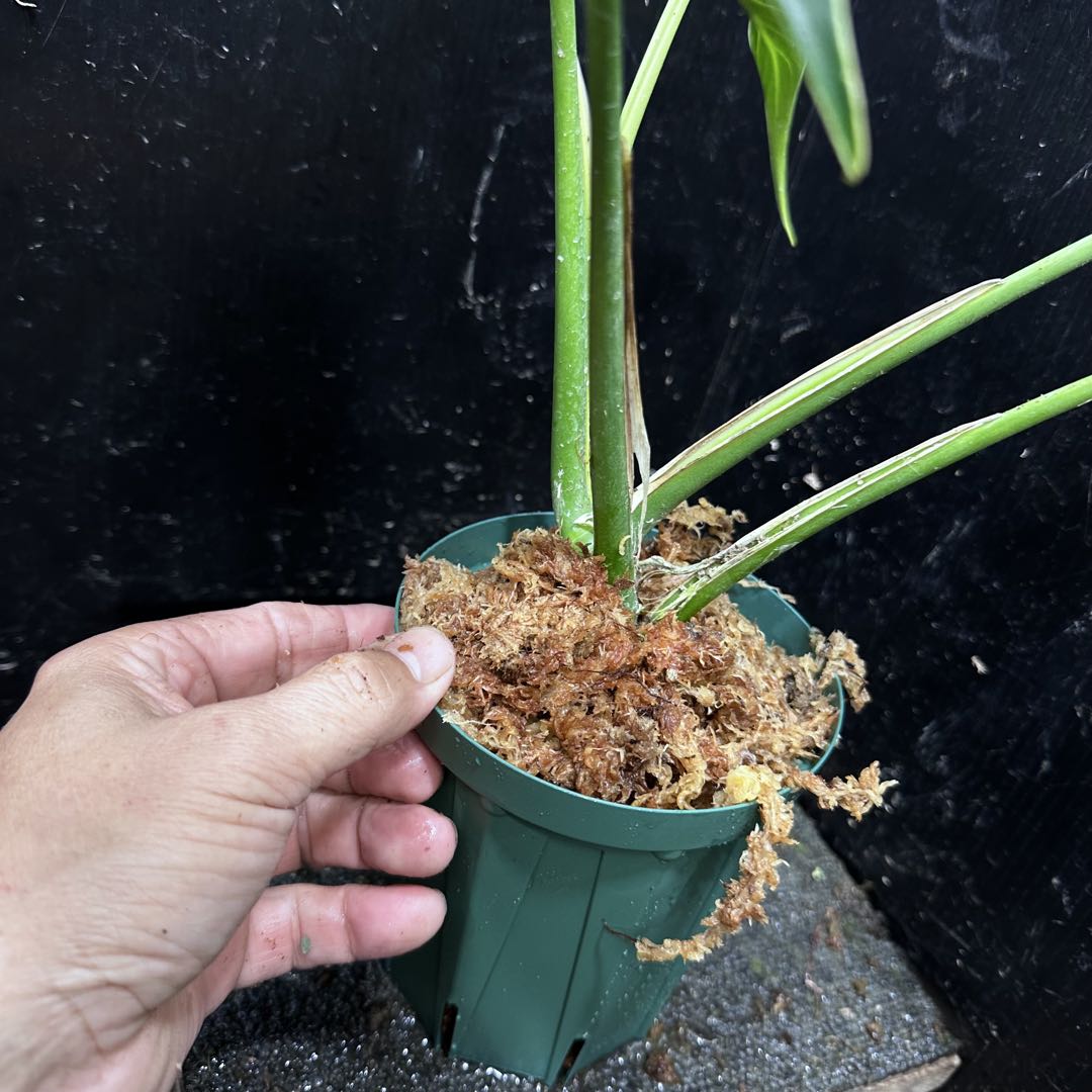 C*i様 モンステラデリシオーサバールマルクスフレーム4号鉢植え大株美株レア