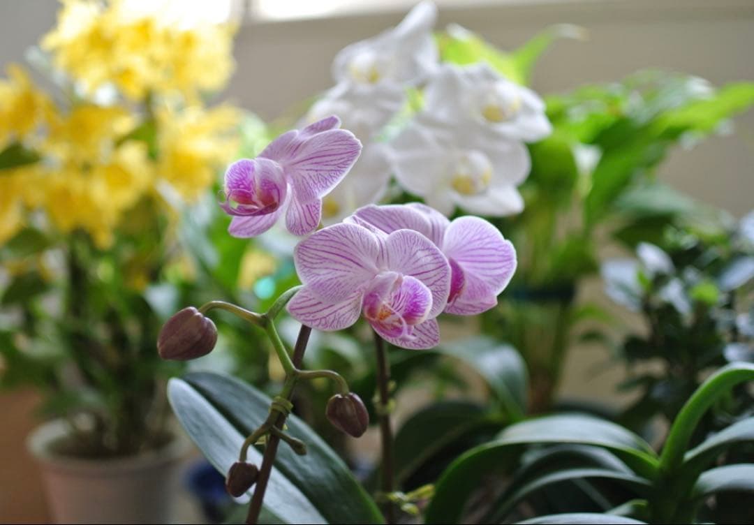 【ファインダー美品・返品保証】Nikon1 V1 ブラック 標準レンズキット