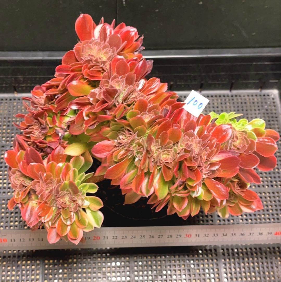 100#多肉植物アエオニウム錦❤️ 女神セッカ ❤️28cm拔き苗