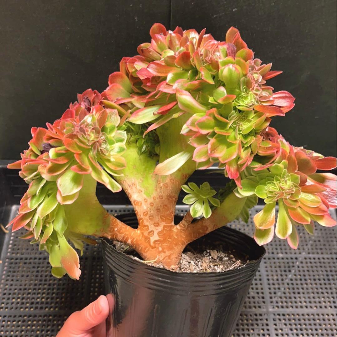 100#多肉植物アエオニウム錦❤️ 女神セッカ ❤️28cm拔き苗