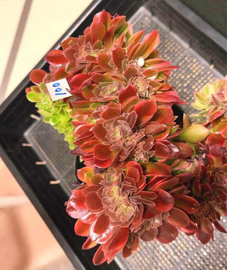 100#多肉植物アエオニウム錦❤️ 女神セッカ ❤️28cm拔き苗