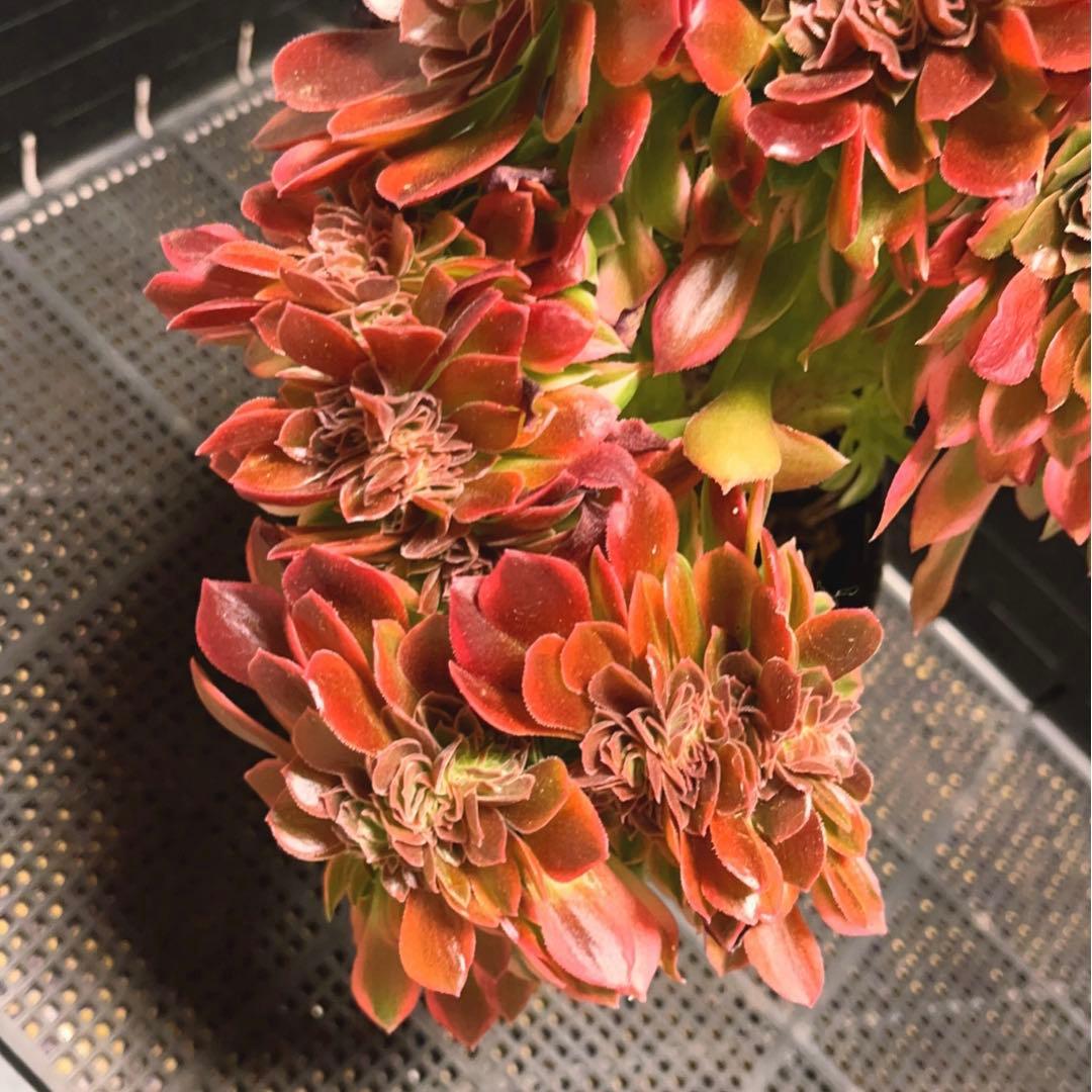 100#多肉植物アエオニウム錦❤️ 女神セッカ ❤️28cm拔き苗