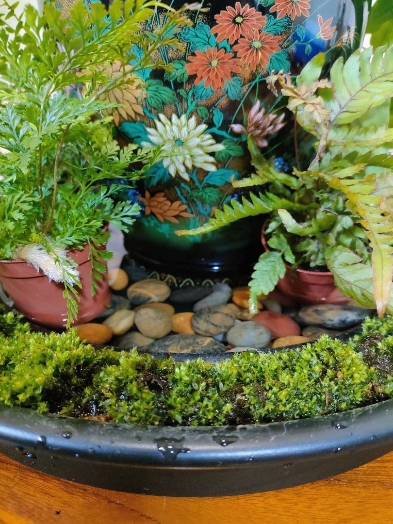 自作苔リング観葉植物＋花瓶（美濃焼　山治陶苑　正峯窯）で床の間に癒しを