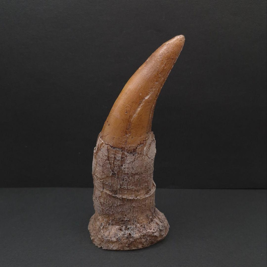 ティラノサウルス 歯 化石 レプリカ 約167.79mm trr30