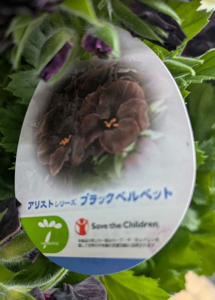 ♡はるかぜ様♡