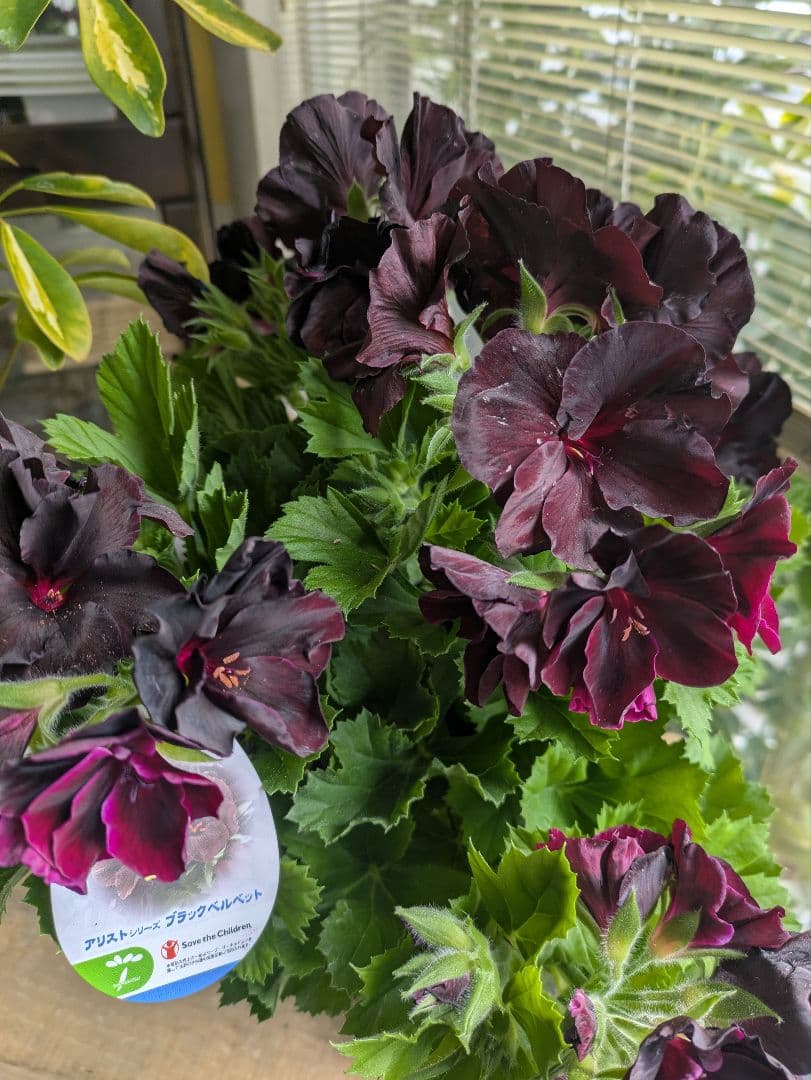 ♡はるかぜ様♡