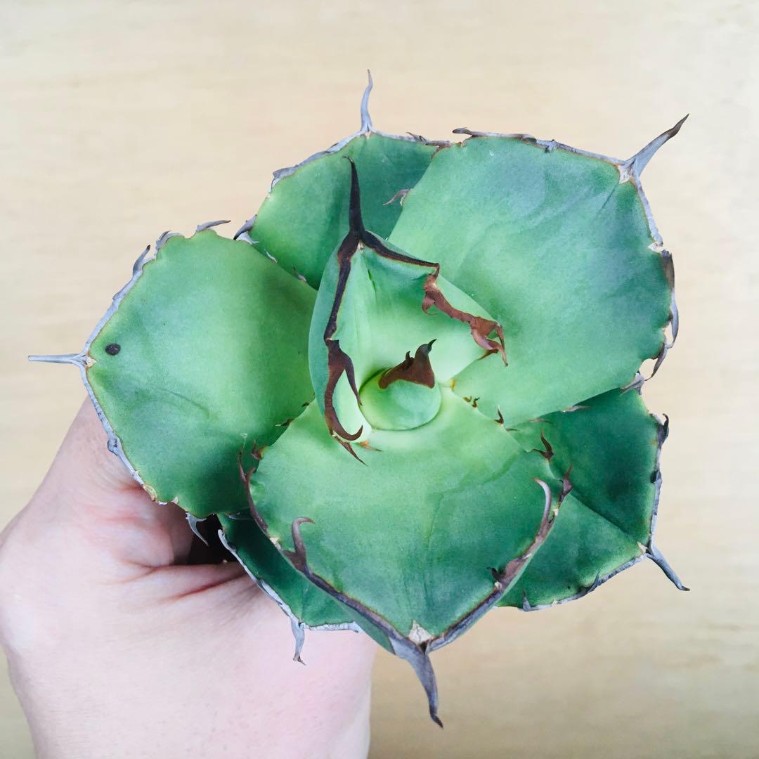 破壊神 TC株 黒棘タイプ アガベ チタノタ ジャガーノート