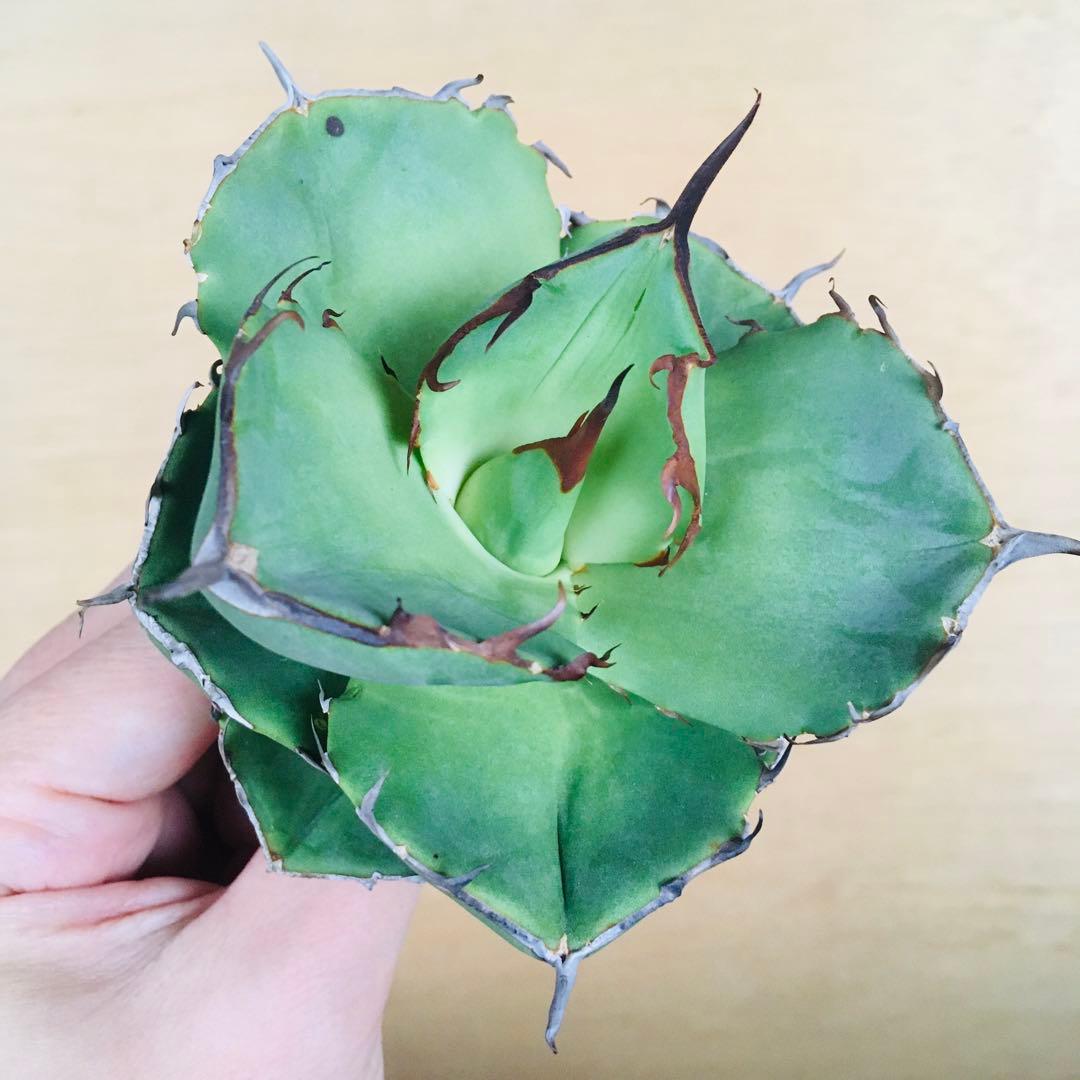 破壊神 TC株 黒棘タイプ アガベ チタノタ ジャガーノート