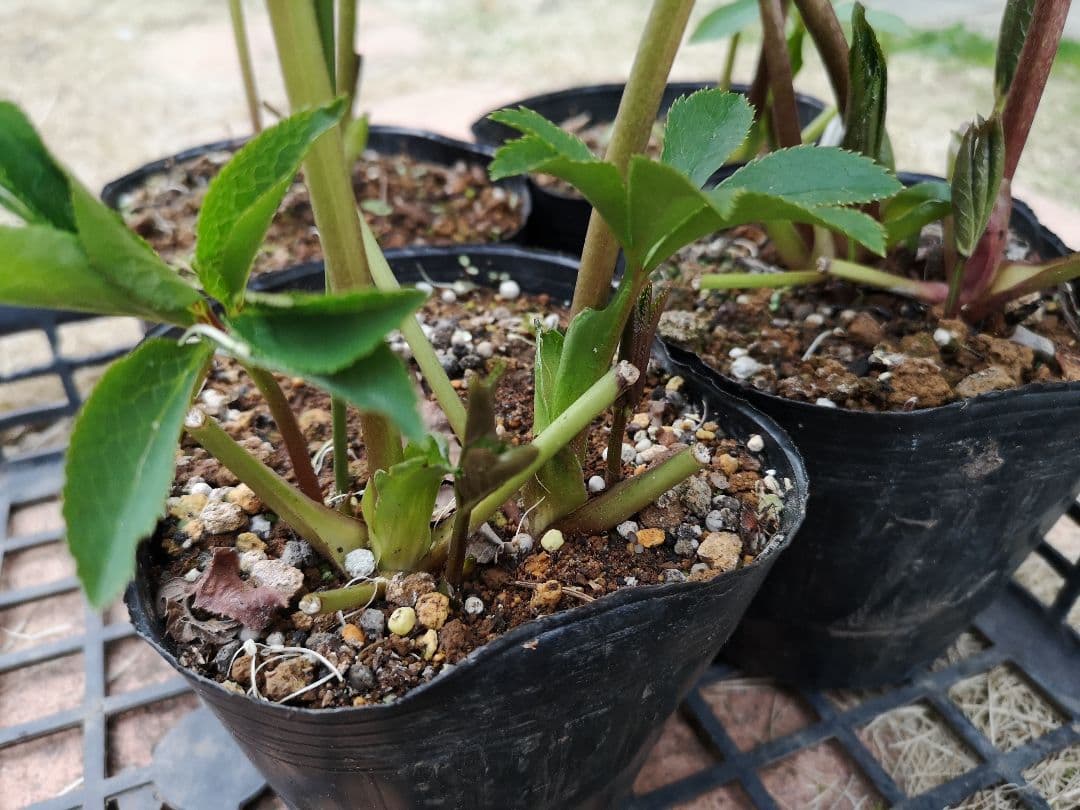 ⑥クリスマスローズ　4株セット　開花苗　まとめ売り