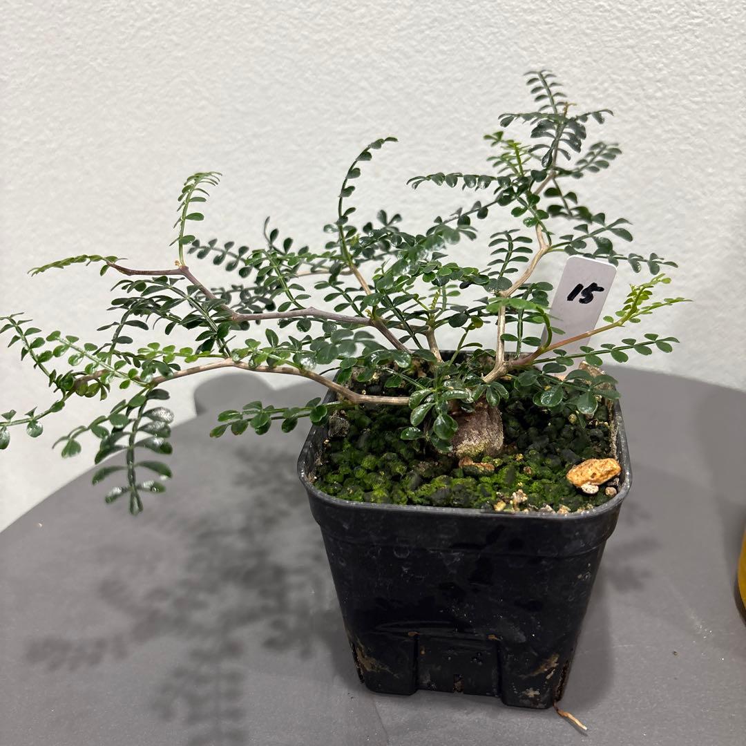 オペルクリカリア　パキプス　根挿し15