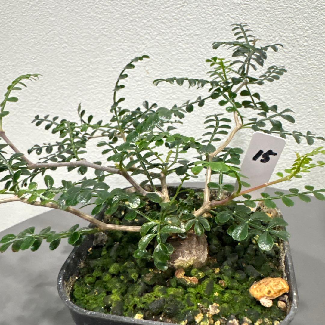 オペルクリカリア　パキプス　根挿し15