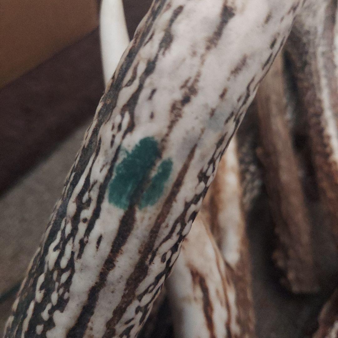 蝦夷鹿角　おまとめ　6本　大きさ色々