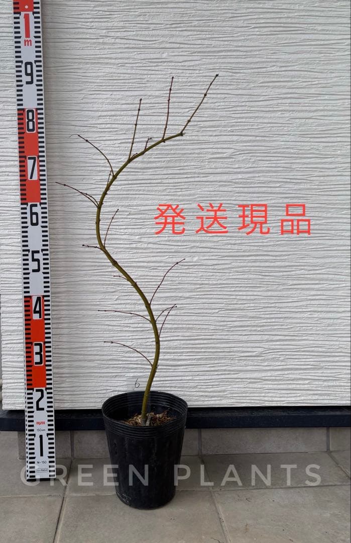 青枝垂れもみじ【しだれ樹形　大苗90cm】職人仕立て｜美樹形 庭木向け