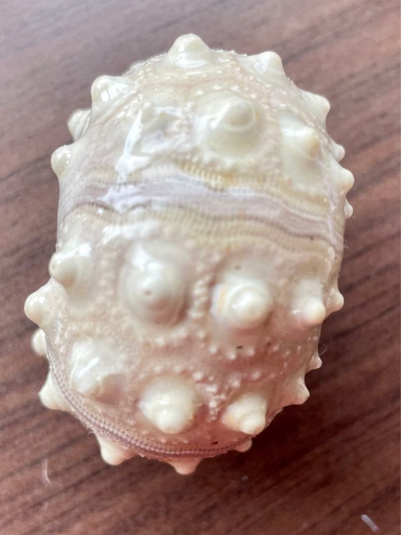 ウニの記憶  ゴツゴツウニの中のクラゲ 小①