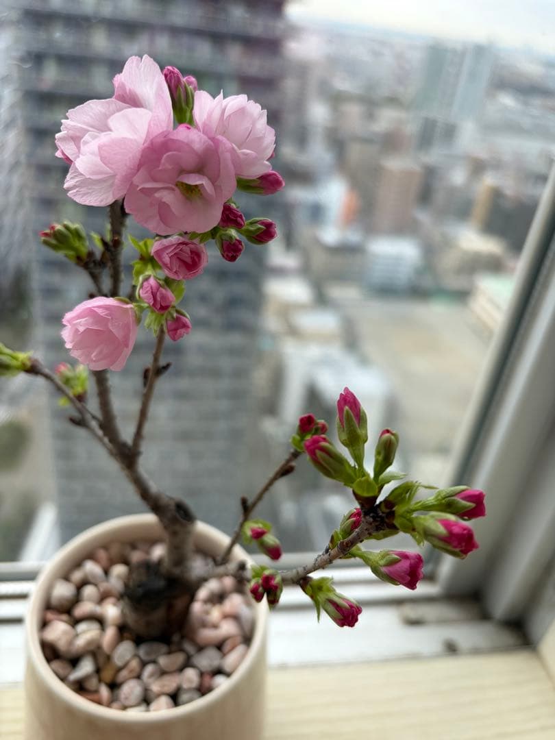 1株限定❣️盆栽　旭山桜　陶器鉢と陶器受け皿ごと