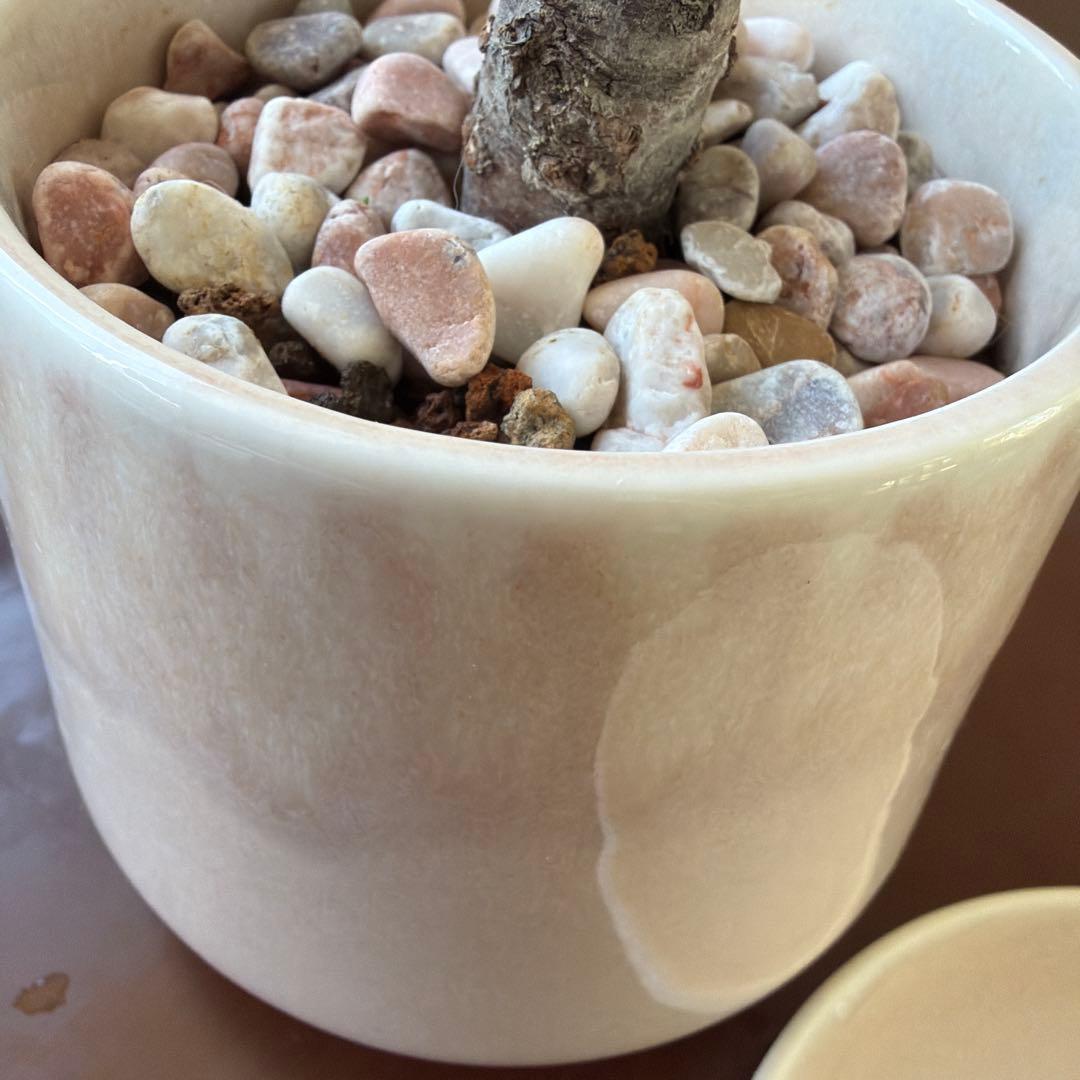 1株限定❣️盆栽　旭山桜　陶器鉢と陶器受け皿ごと