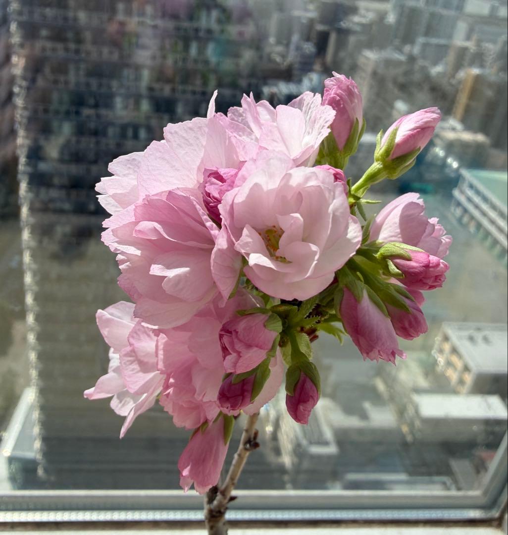 1株限定❣️盆栽　旭山桜　陶器鉢と陶器受け皿ごと