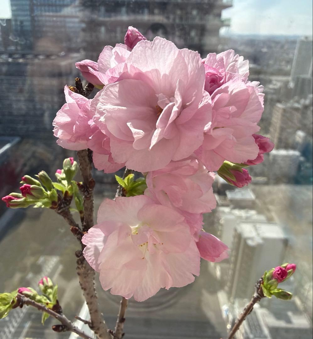 1株限定❣️盆栽　旭山桜　陶器鉢と陶器受け皿ごと