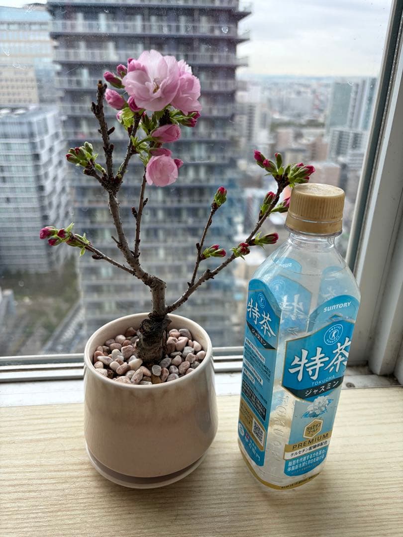 1株限定❣️盆栽　旭山桜　陶器鉢と陶器受け皿ごと