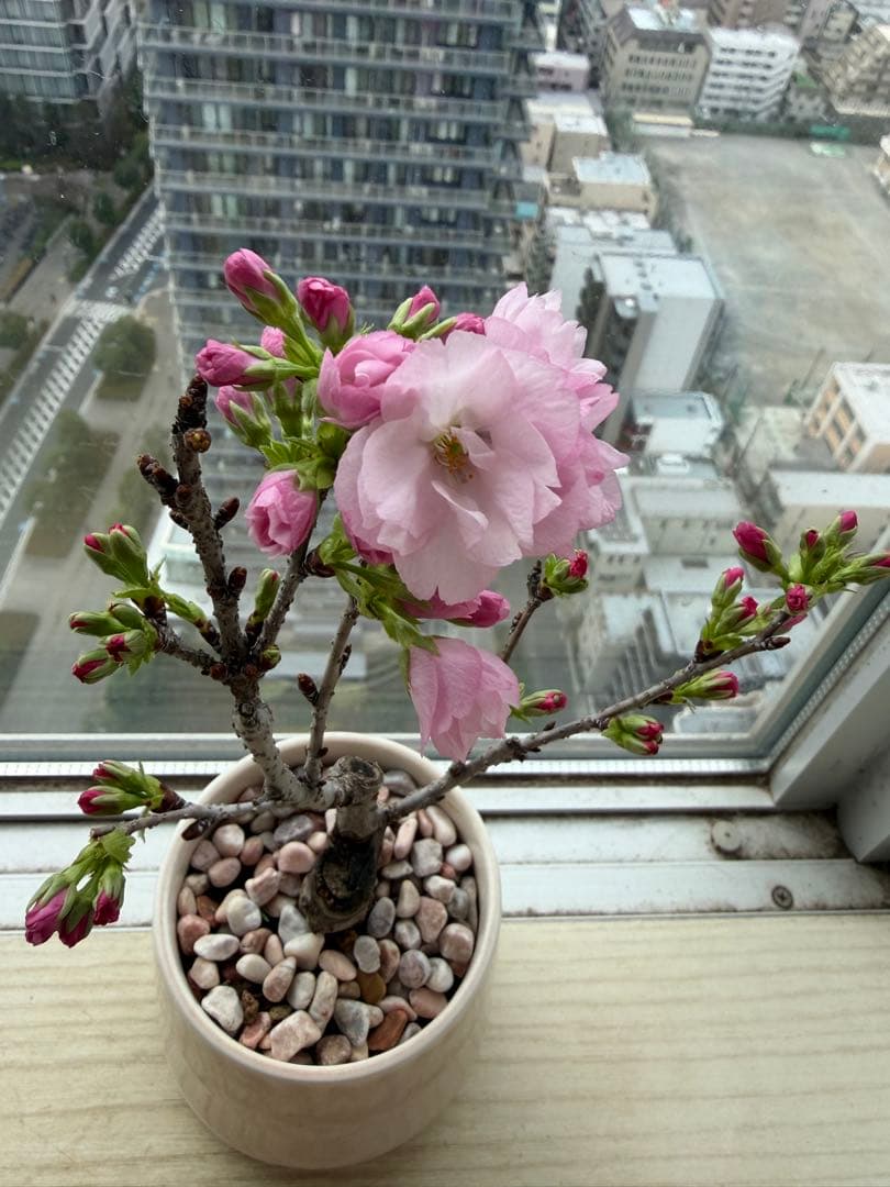 1株限定❣️盆栽　旭山桜　陶器鉢と陶器受け皿ごと