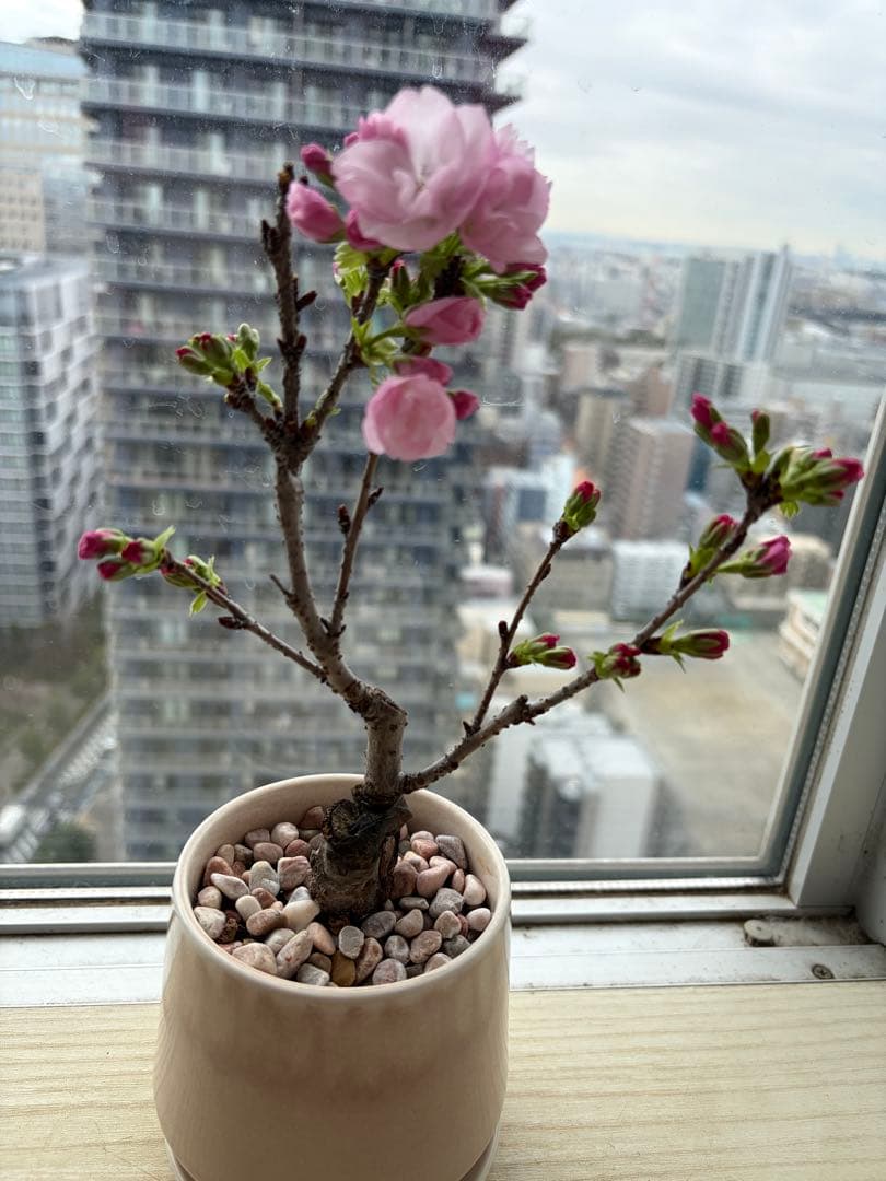 1株限定❣️盆栽　旭山桜　陶器鉢と陶器受け皿ごと