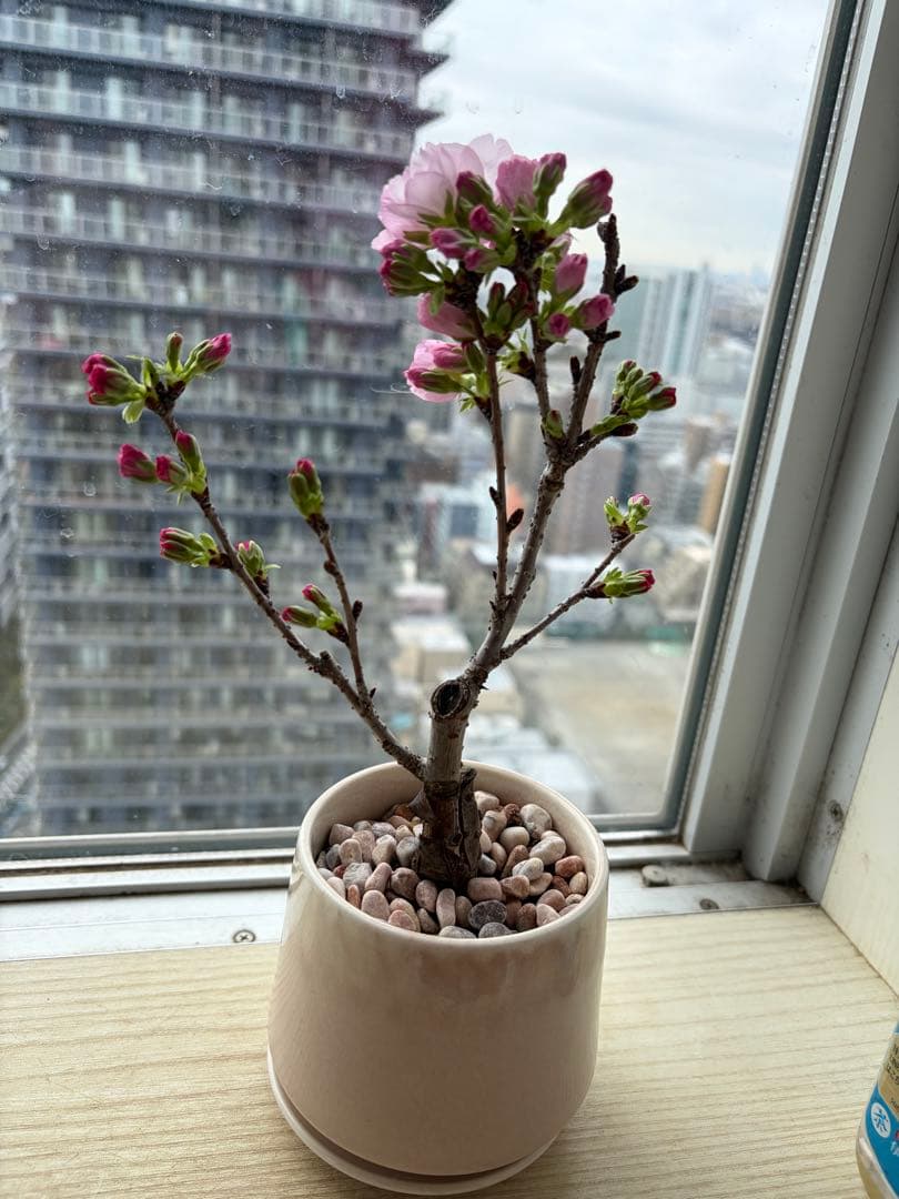 1株限定❣️盆栽　旭山桜　陶器鉢と陶器受け皿ごと