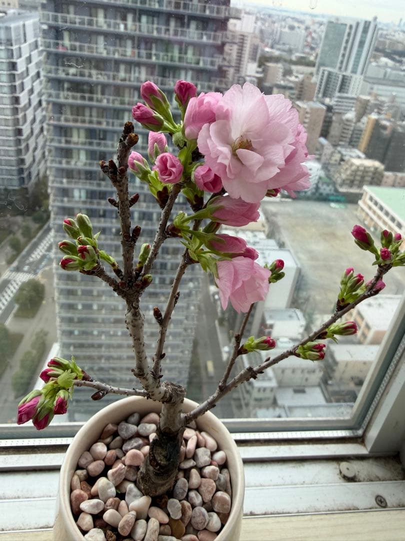1株限定❣️盆栽　旭山桜　陶器鉢と陶器受け皿ごと