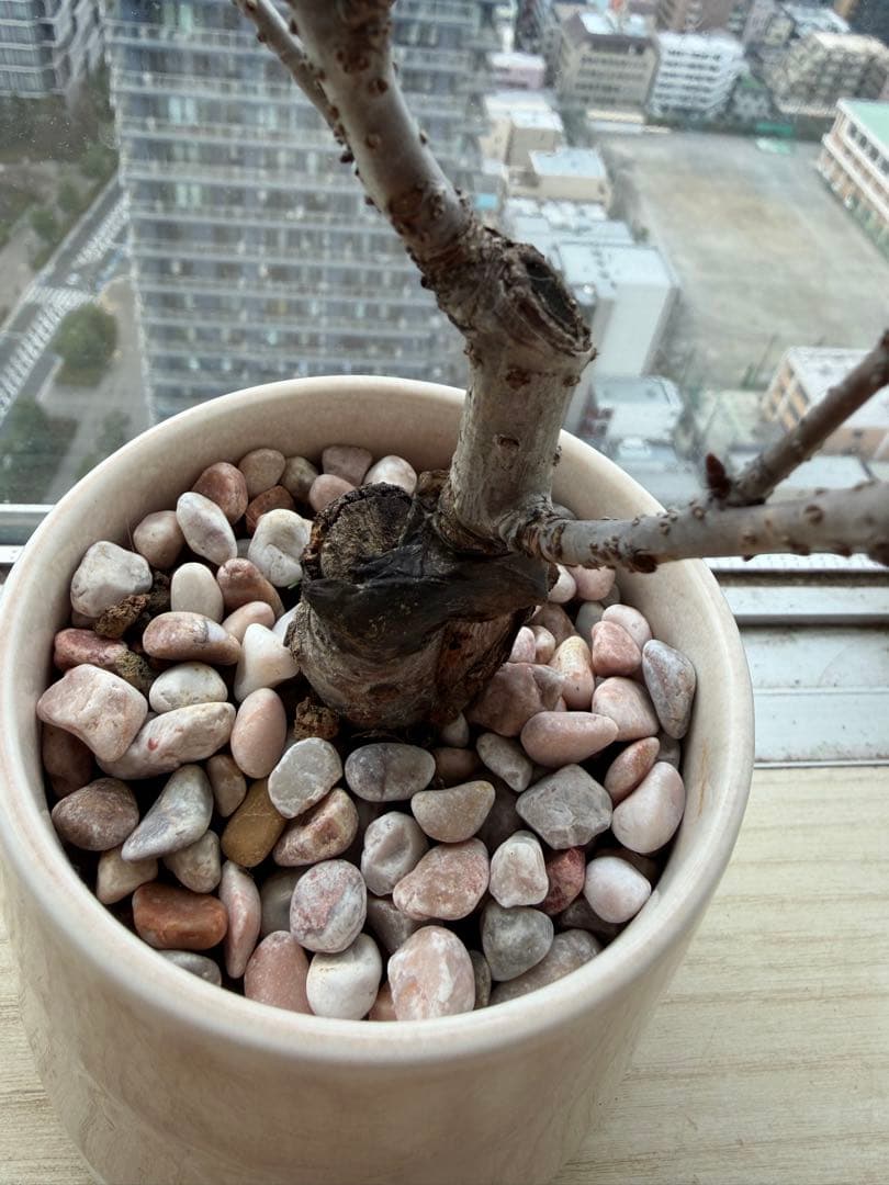 1株限定❣️盆栽　旭山桜　陶器鉢と陶器受け皿ごと