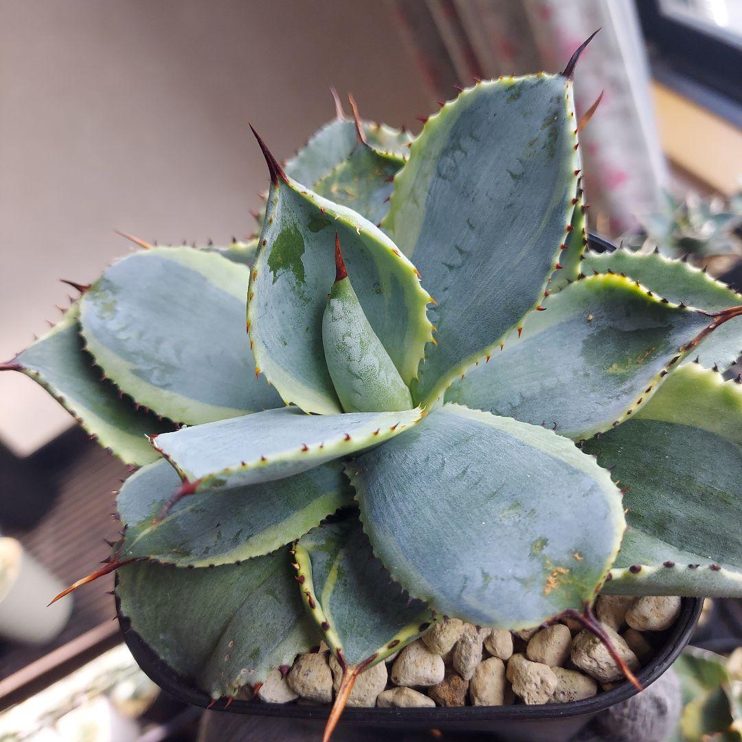 アガベ　ドラゴントゥース錦　ドラド　斑入り　レア品種　ドライガーデン