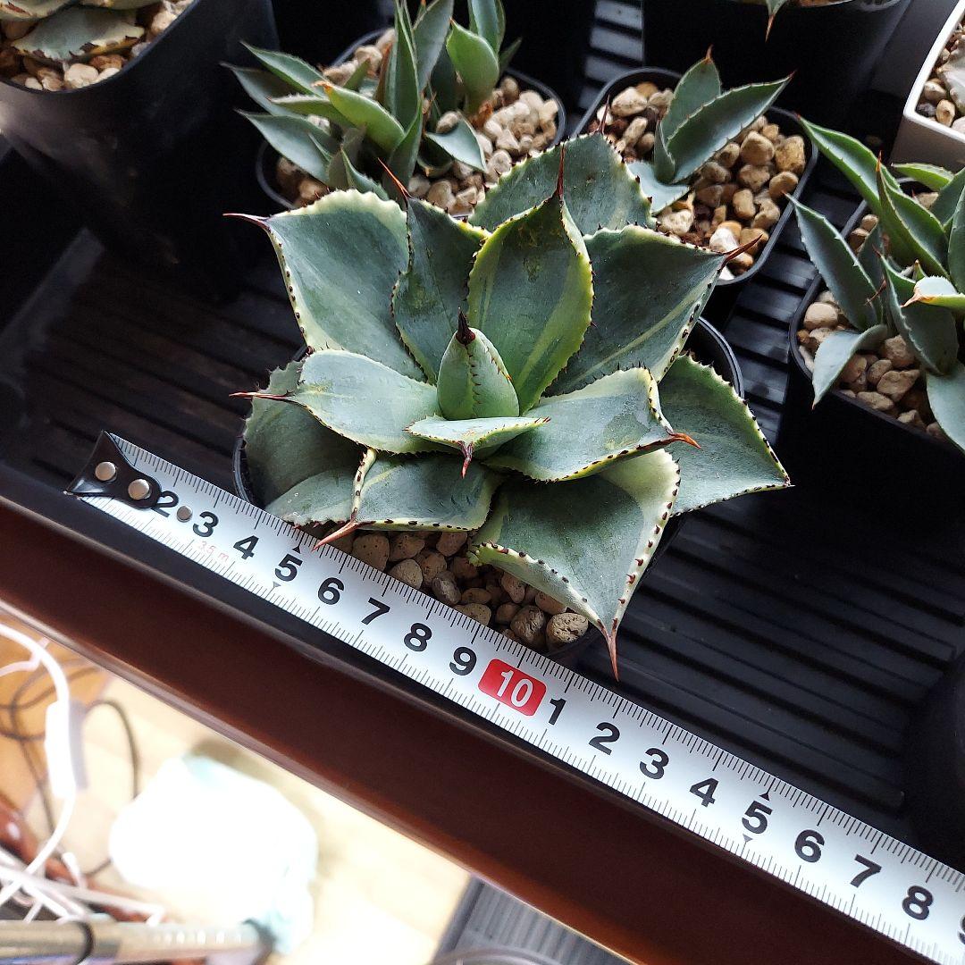 アガベ　ドラゴントゥース錦　ドラド　斑入り　レア品種　ドライガーデン