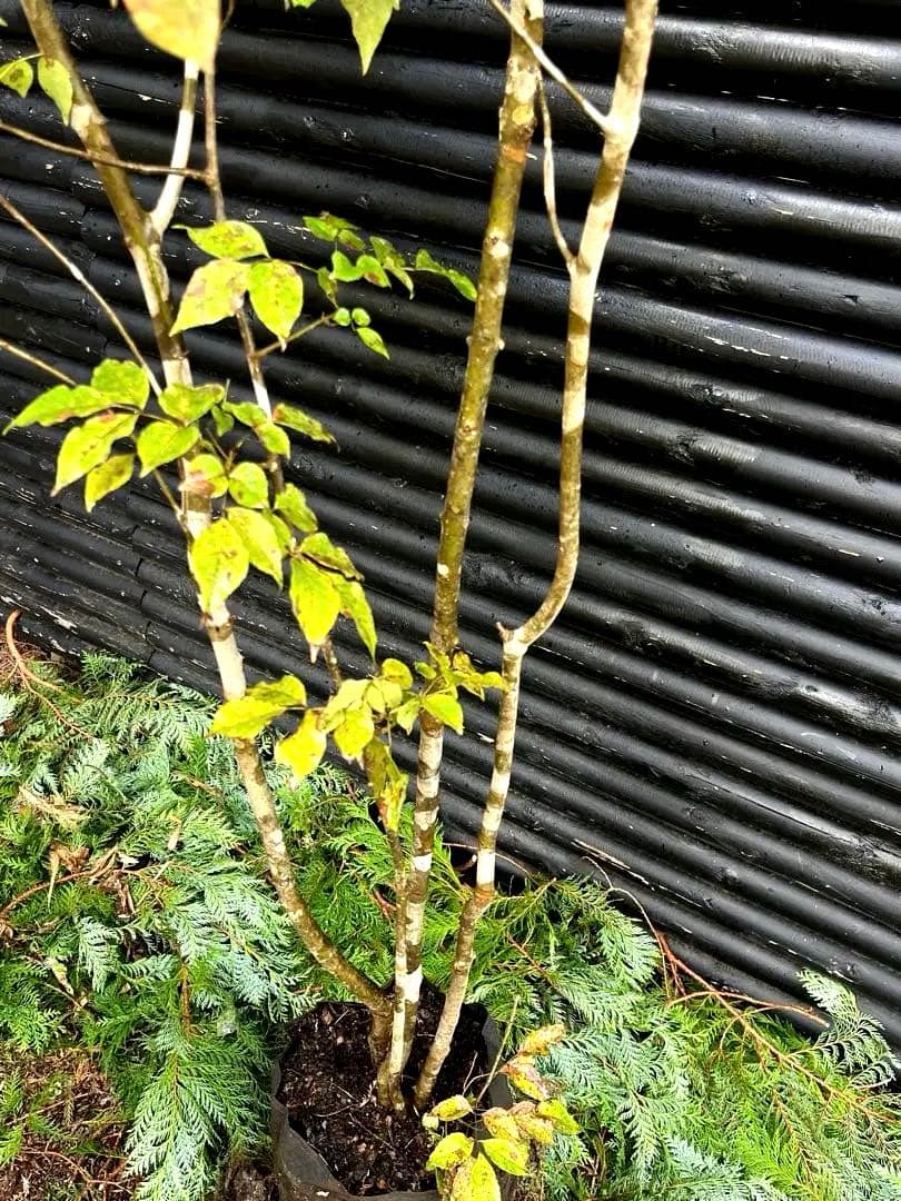 山採り天然　アオダモ　4本株立ち　200