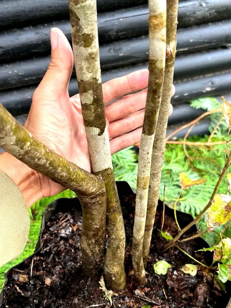 山採り天然　アオダモ　4本株立ち　200