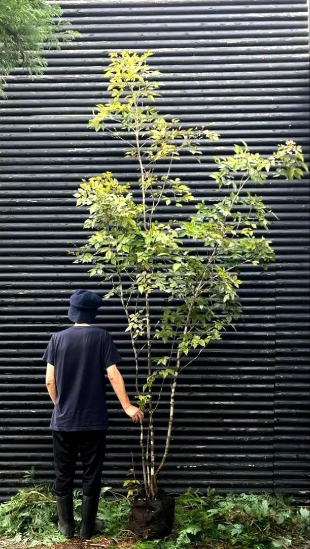 山採り天然　アオダモ　4本株立ち　200