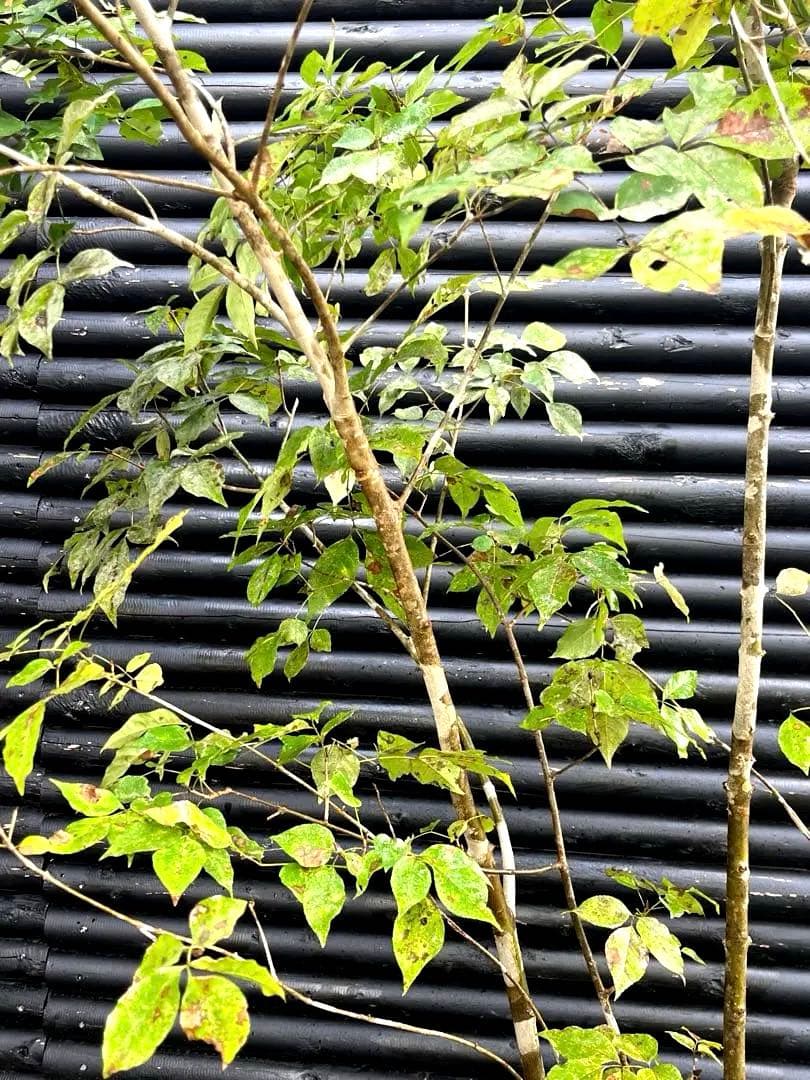 山採り天然　アオダモ　4本株立ち　200