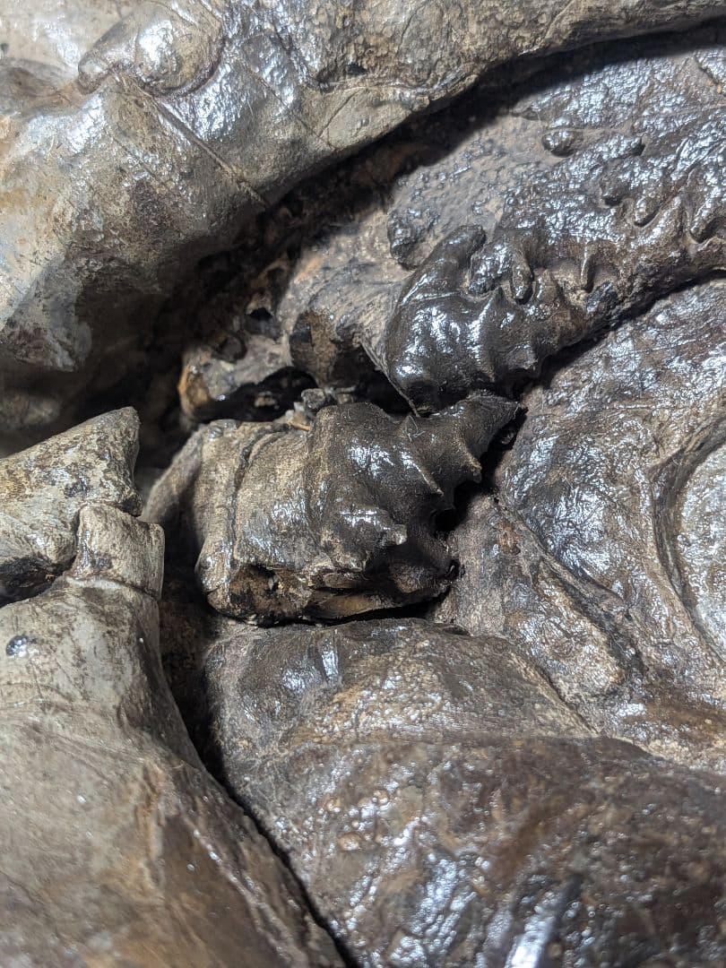 アンモナイト化石 27cm(288)