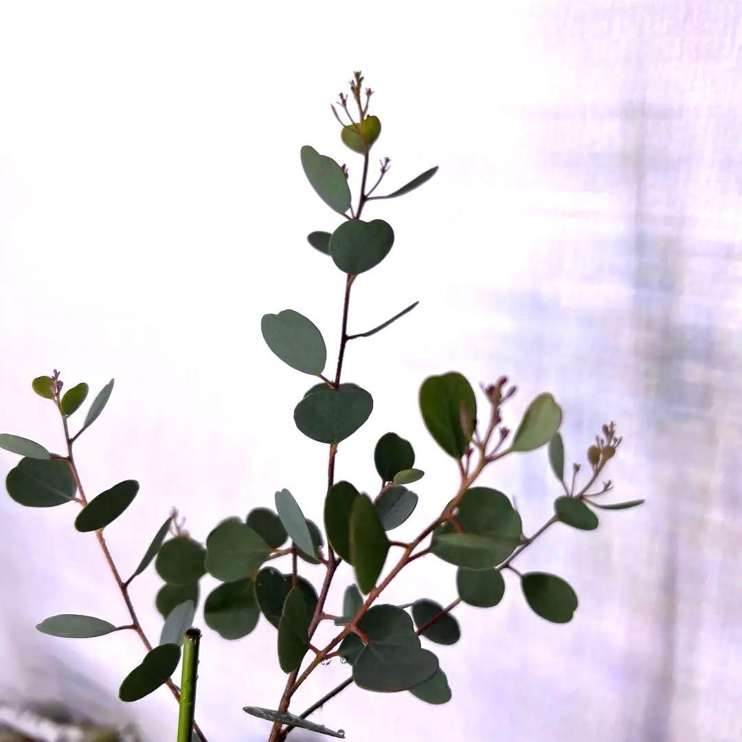 ハートのユーカリ　ウェブステリアナ　90センチ大株　1番