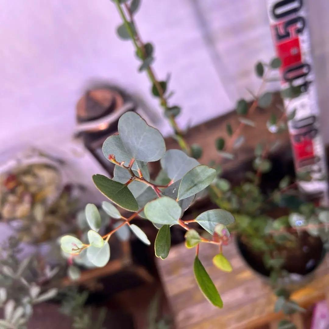 ハートのユーカリ　ウェブステリアナ　90センチ大株　1番